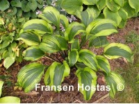 Hosta 